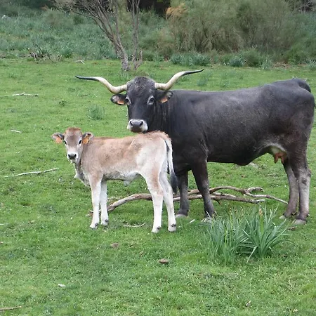 Puente Deva 埃斯皮纳马
